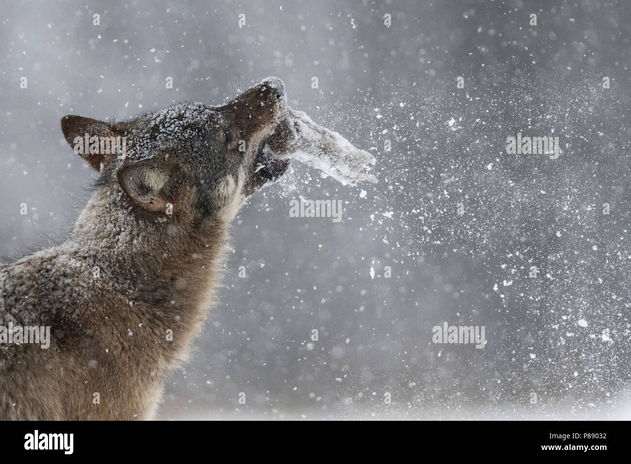 Wolf im verschneiten Wald in Polen Stockfoto