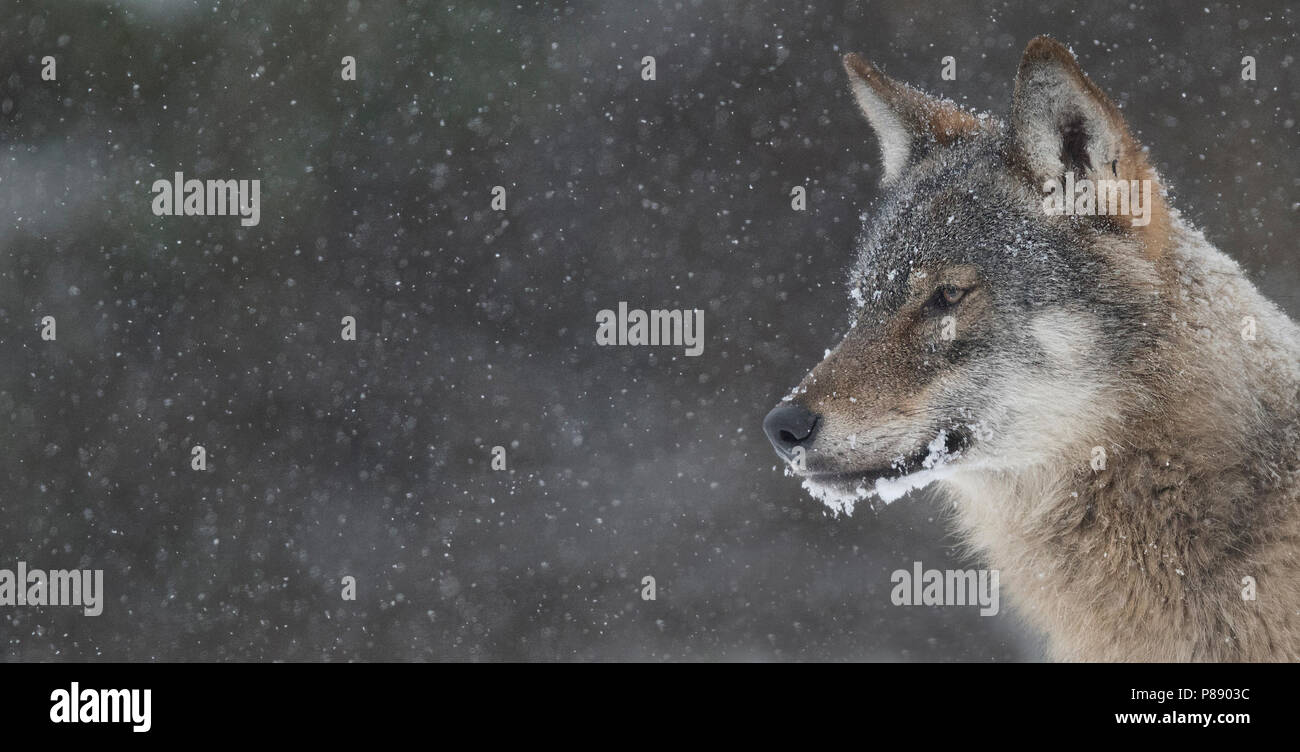 Wolf polen Fotos und Bildmaterial in hoher Auflösung Alamy Wolf polen Fotos und Bildmaterial in hoher Auflösung Alamy