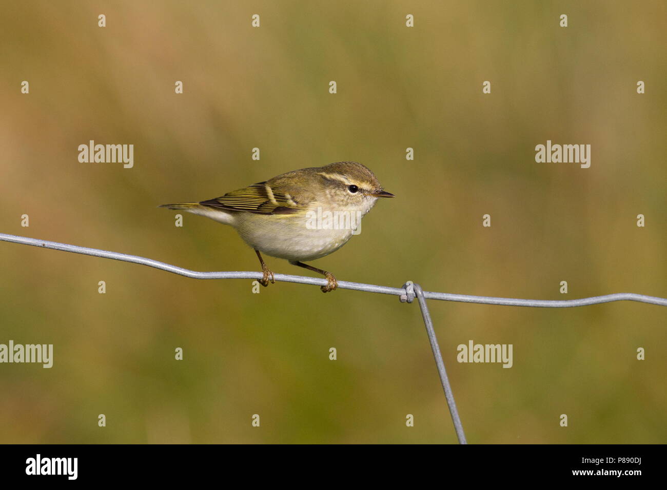 Gelbbrauen-laubsänger (Phylloscopus inornatus) beobachtet, während der Herbst Migration Stockfoto