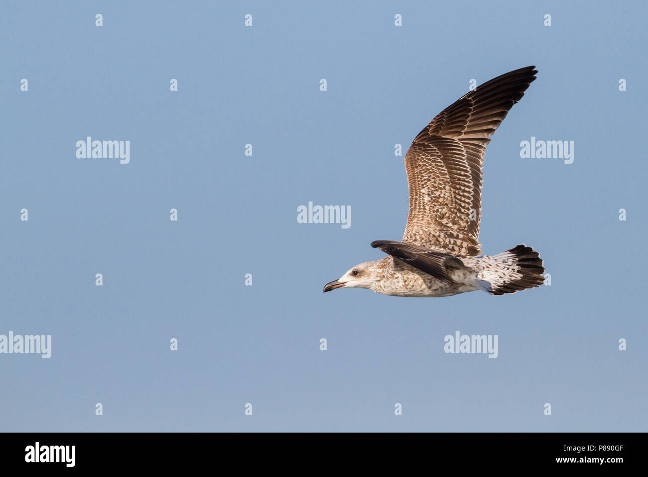 Yellow-legged Gull - MIttelmeermöwe, Larus michahellis ssp. michahellis, Deutschland, 1 W Stockfoto