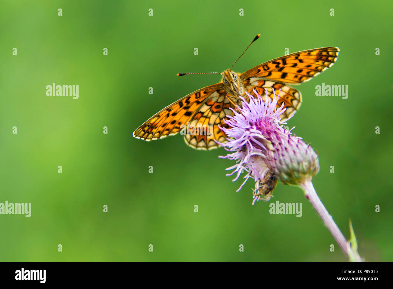 Zilveren Maan zittend op Bloem onder aanzicht, kleine Perle - grenzt Fritillary sitzen auf Blume von unten Stockfoto