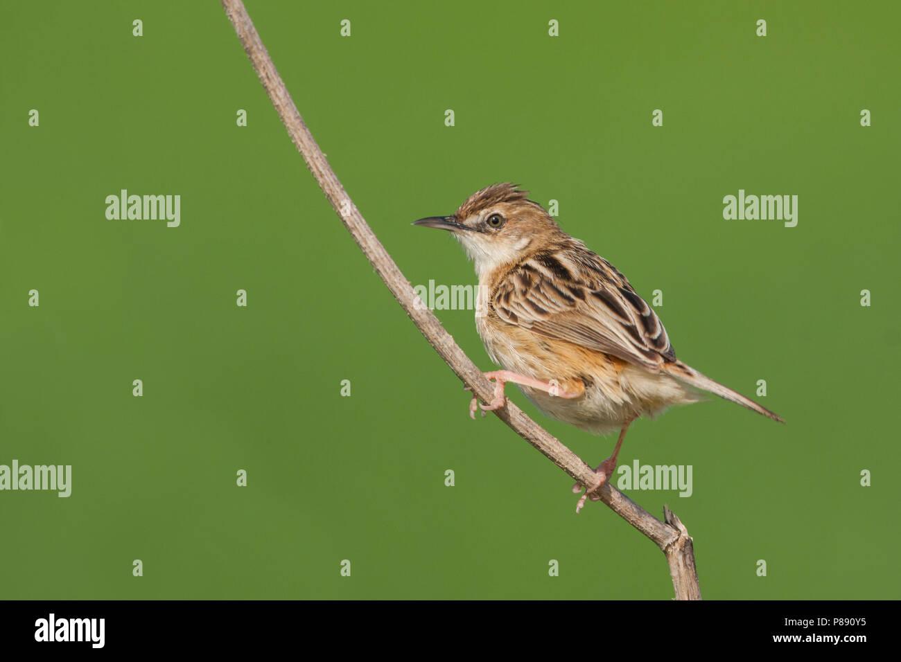 Zitting Cisticola, Cisticola juncidis Graszanger, ssp. cisticola, Mallorca Stockfoto