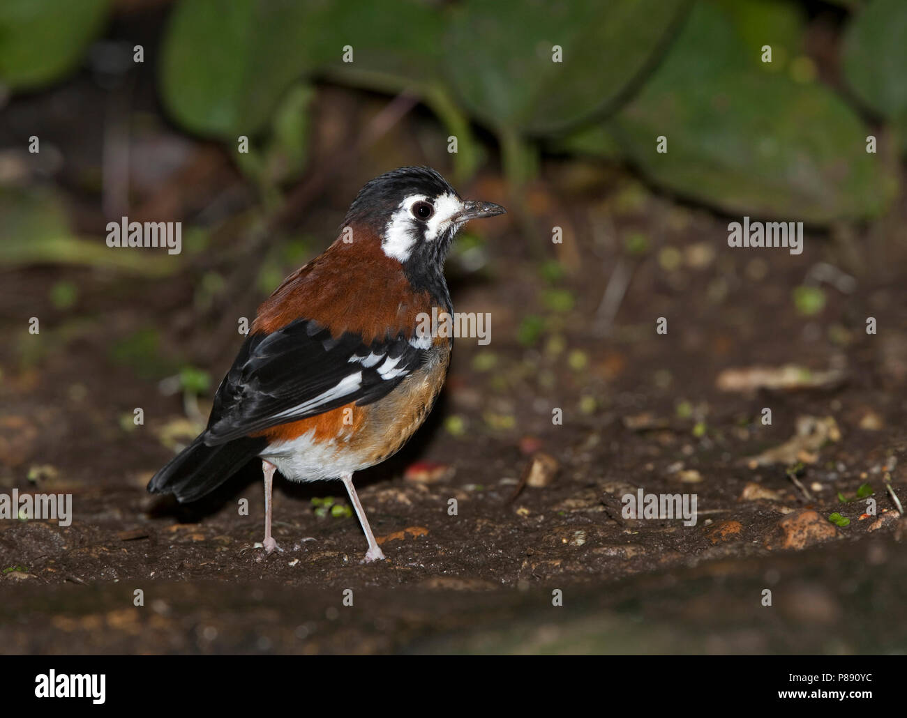 Kastanien-backed Thrush (Zoothera dohertyi), ein Boden thrush Arten endemisch in Lombok, Timor und die Kleine Sunda Inseln in Indonesien. Von in Gefangenschaft gehaltenen Vögeln. Stockfoto