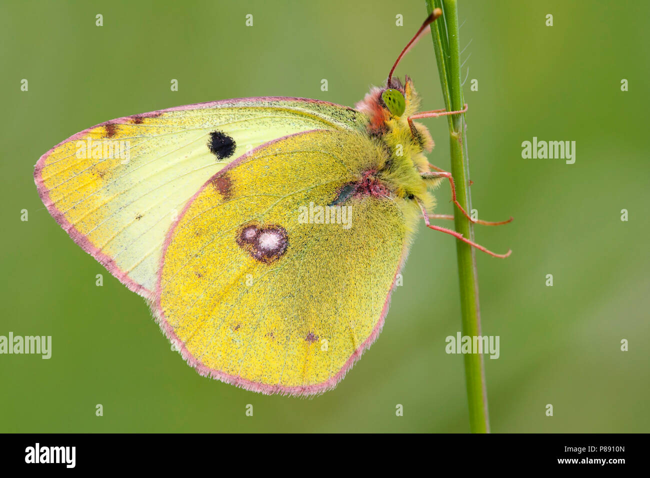 Zuidelijke luzernevlinder, Berger getrübt (Colias Alfacariensis) Gelb Stockfoto