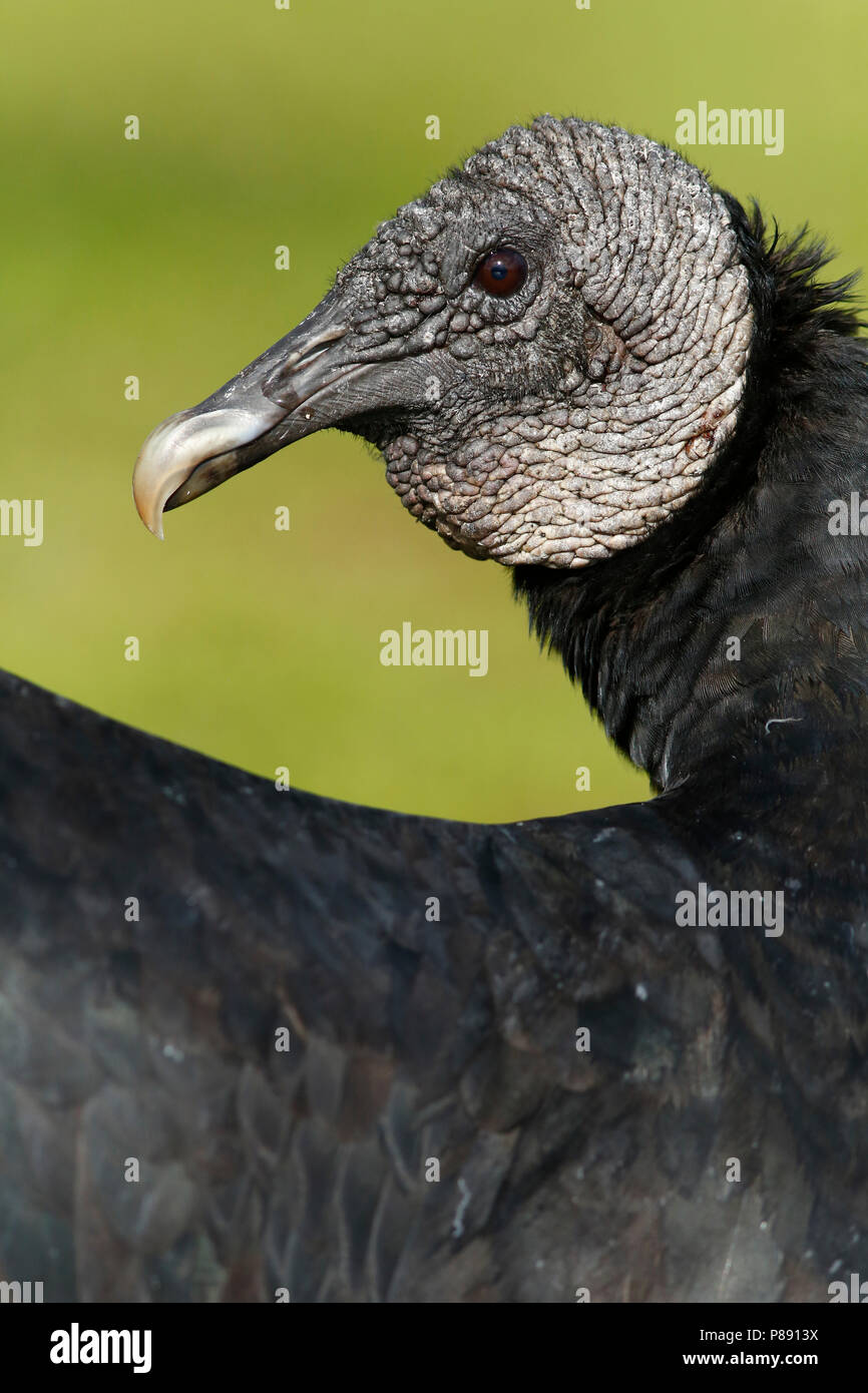 Zwarte Gier; Amerikanische schwarze Geier; Stockfoto