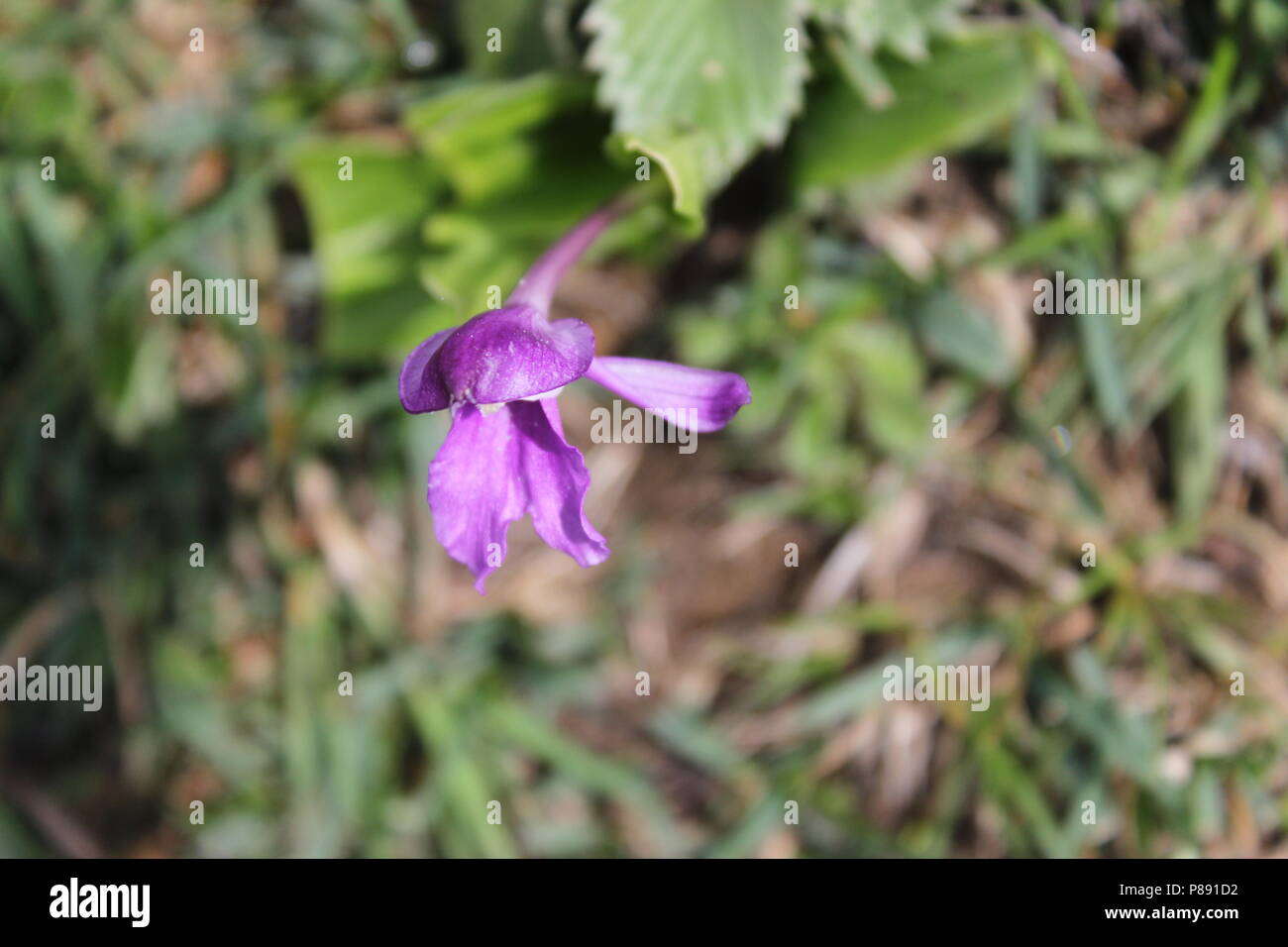 Eine schöne lila Blume Stockfoto