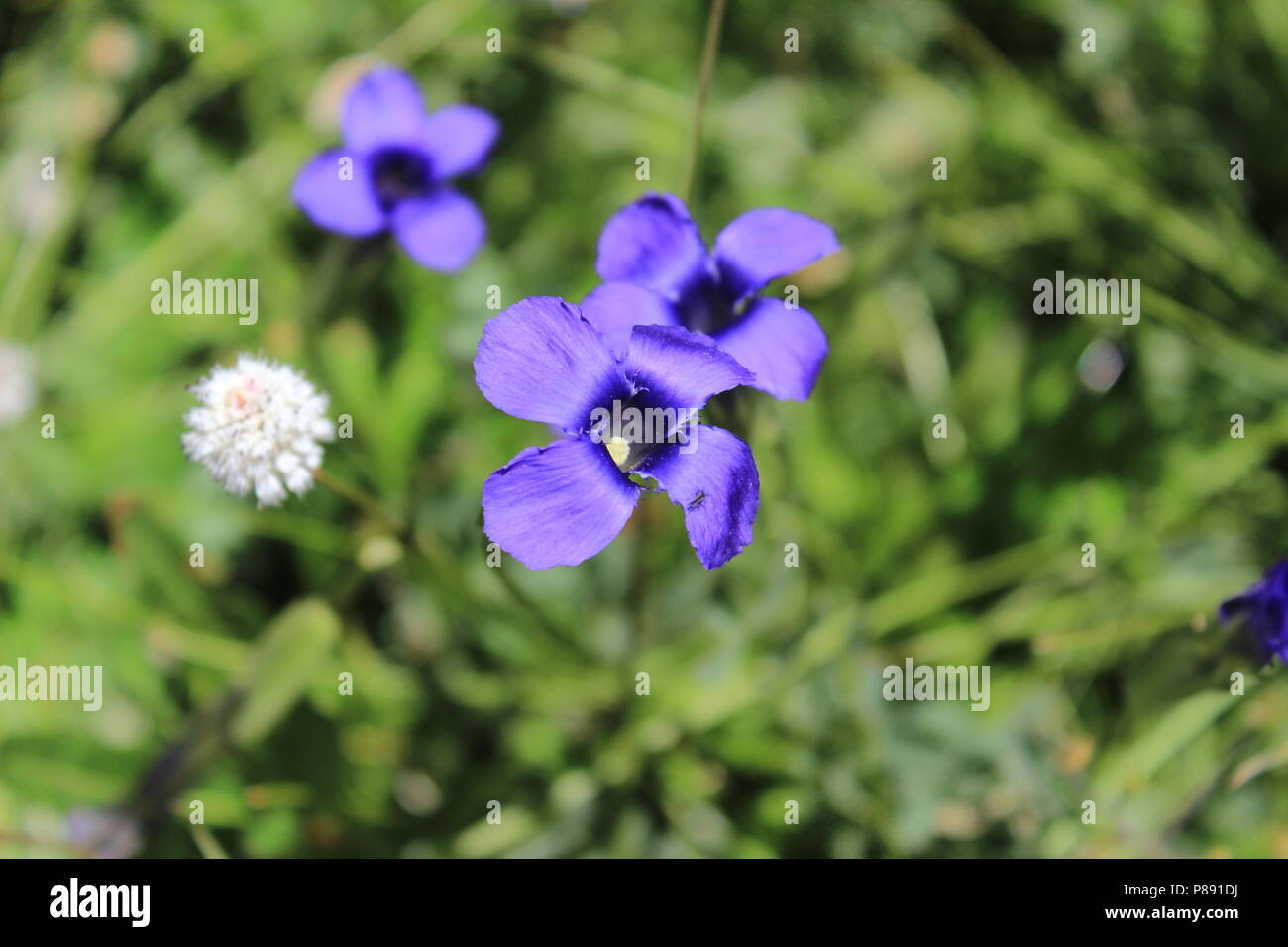 Eine schöne lila Blume Stockfoto