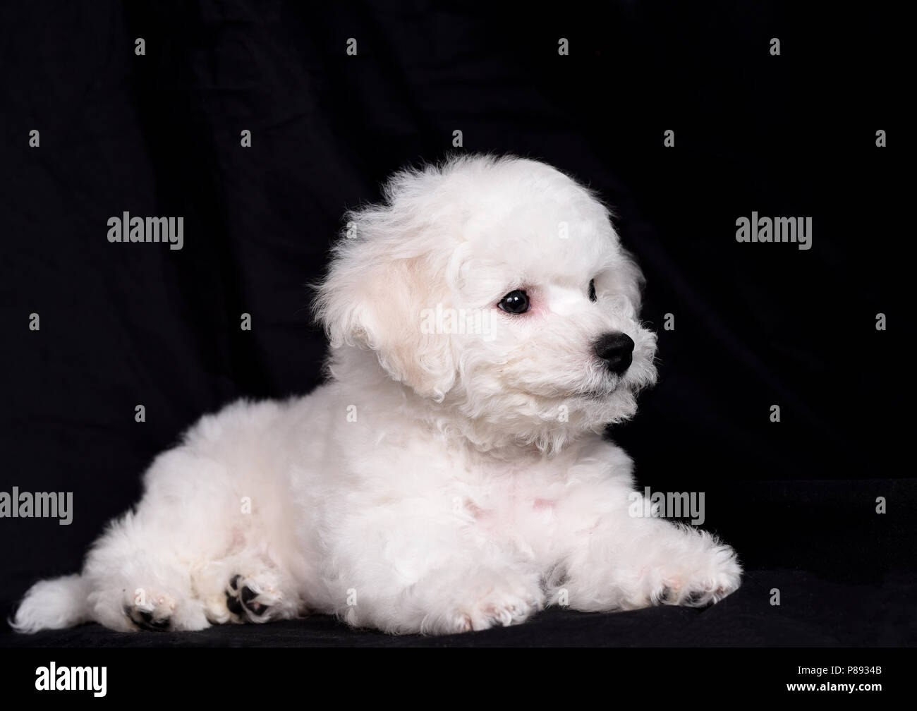 small bichon frise