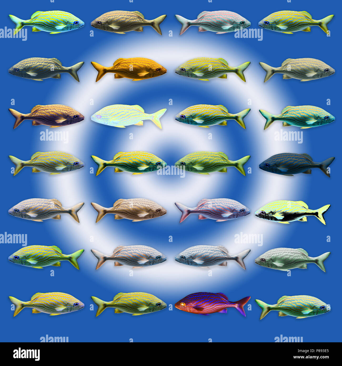 Digital verbesserte Bild von 28 Farbvariationen von einem Meer Fisch Stockfoto