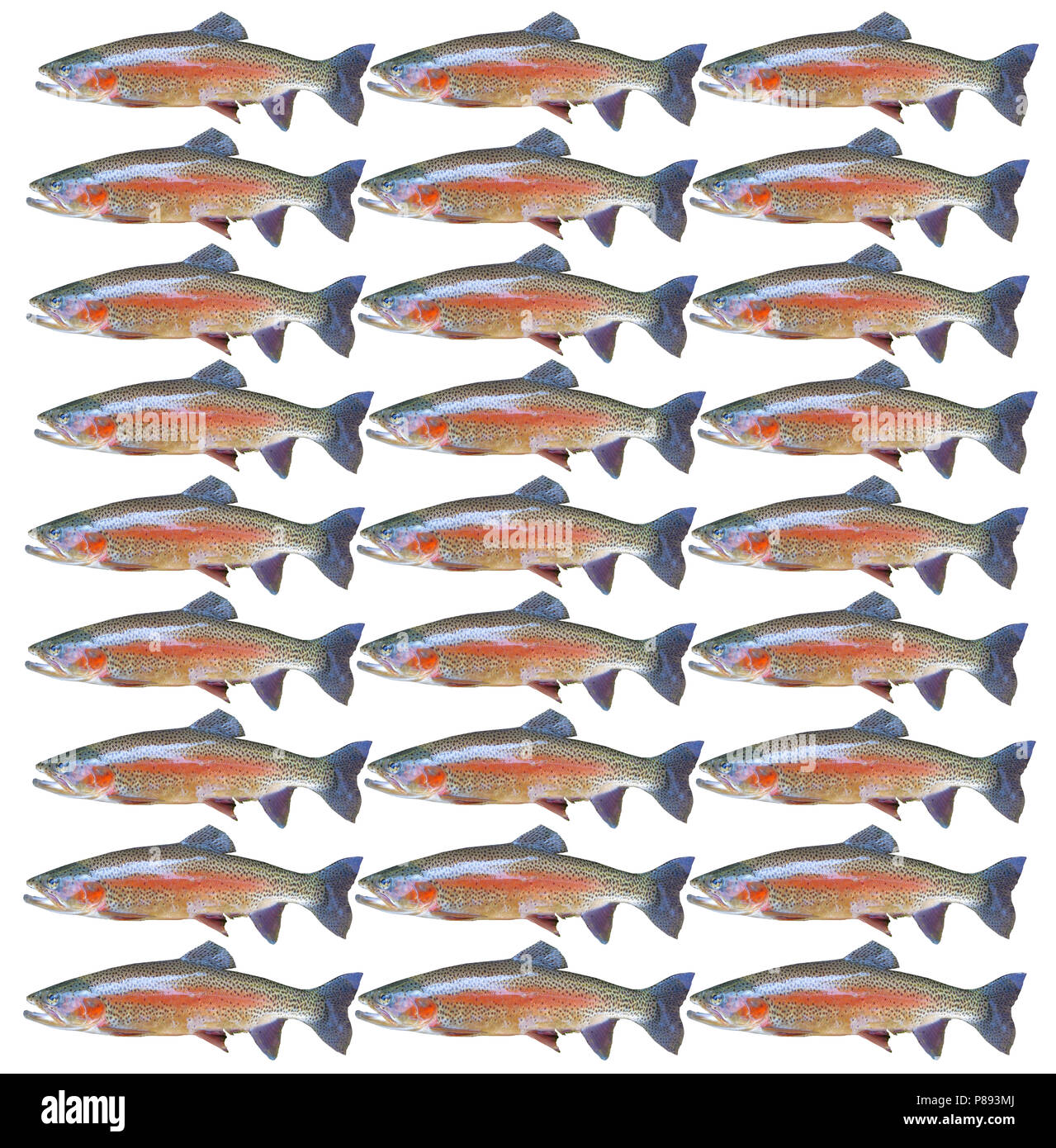 Muster von 27 Forellen fischen in einem sich wiederholenden Muster auf weißem Hintergrund Stockfoto