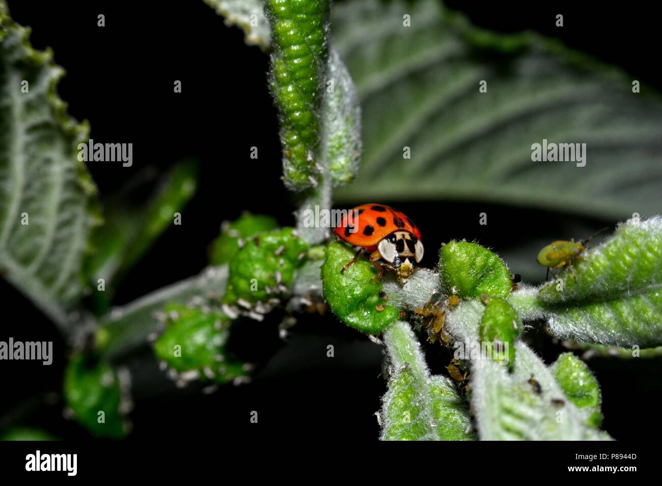 Marienkäfer auf grünes Blatt mit vielen Blattläuse Stockfoto