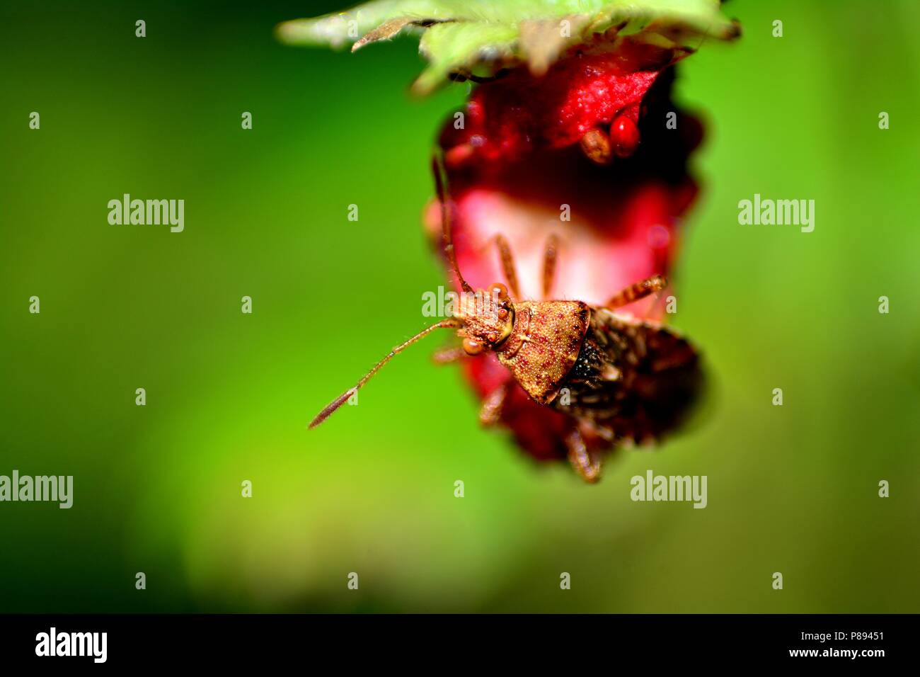 Große, braune Schild Bug auf Erdbeere in grüner Natur Stockfoto