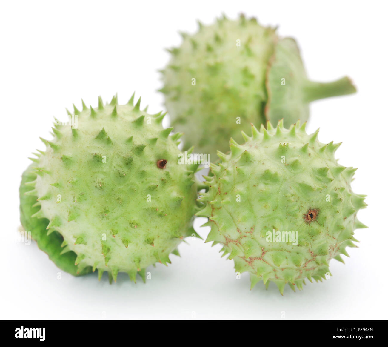 Medizinische Datura Obst auf weißem Hintergrund Stockfoto