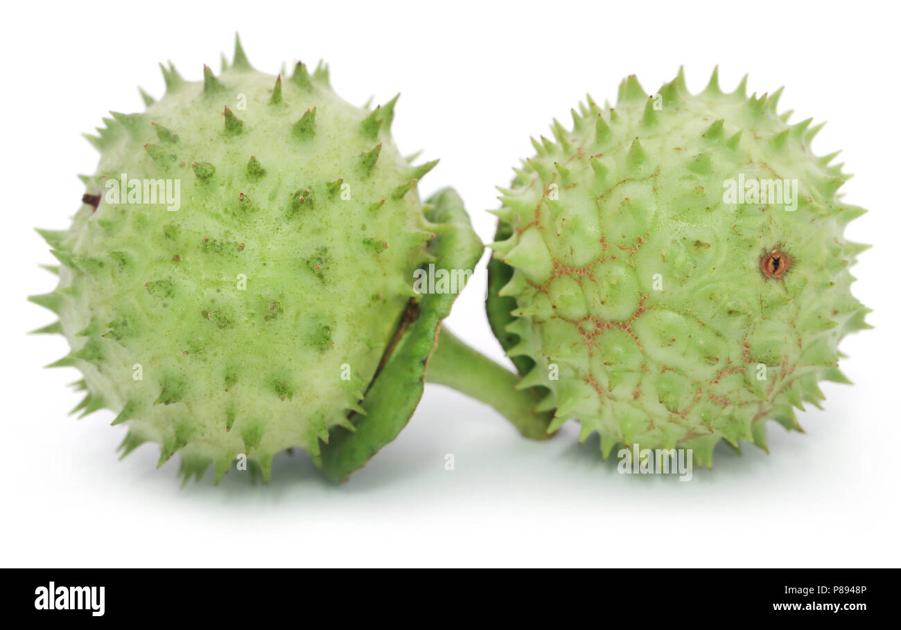 Medizinische Datura Obst auf weißem Hintergrund Stockfoto