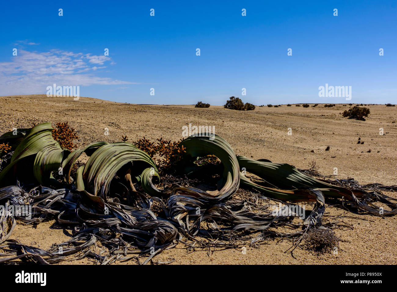 Männliche Pflanze Welwitschia Mirabilis, benannt nach dem österreichischen Arzt und Botaniker Friedrich Welwitsch, mit seinen grossen Blättern und Kegel in das karge Land Stockfoto
