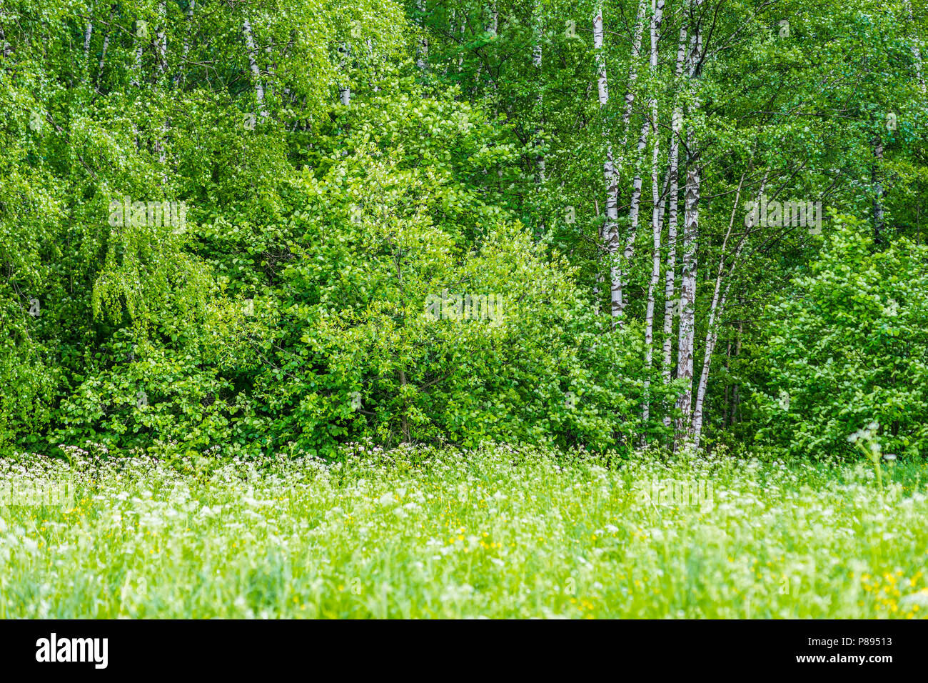 Frische grüne Gras auf einer wilden Wiese, Sträucher Haselnuss, Birke Bäume an einem sonnigen Tag zu Beginn der Sommersaison. Stockfoto