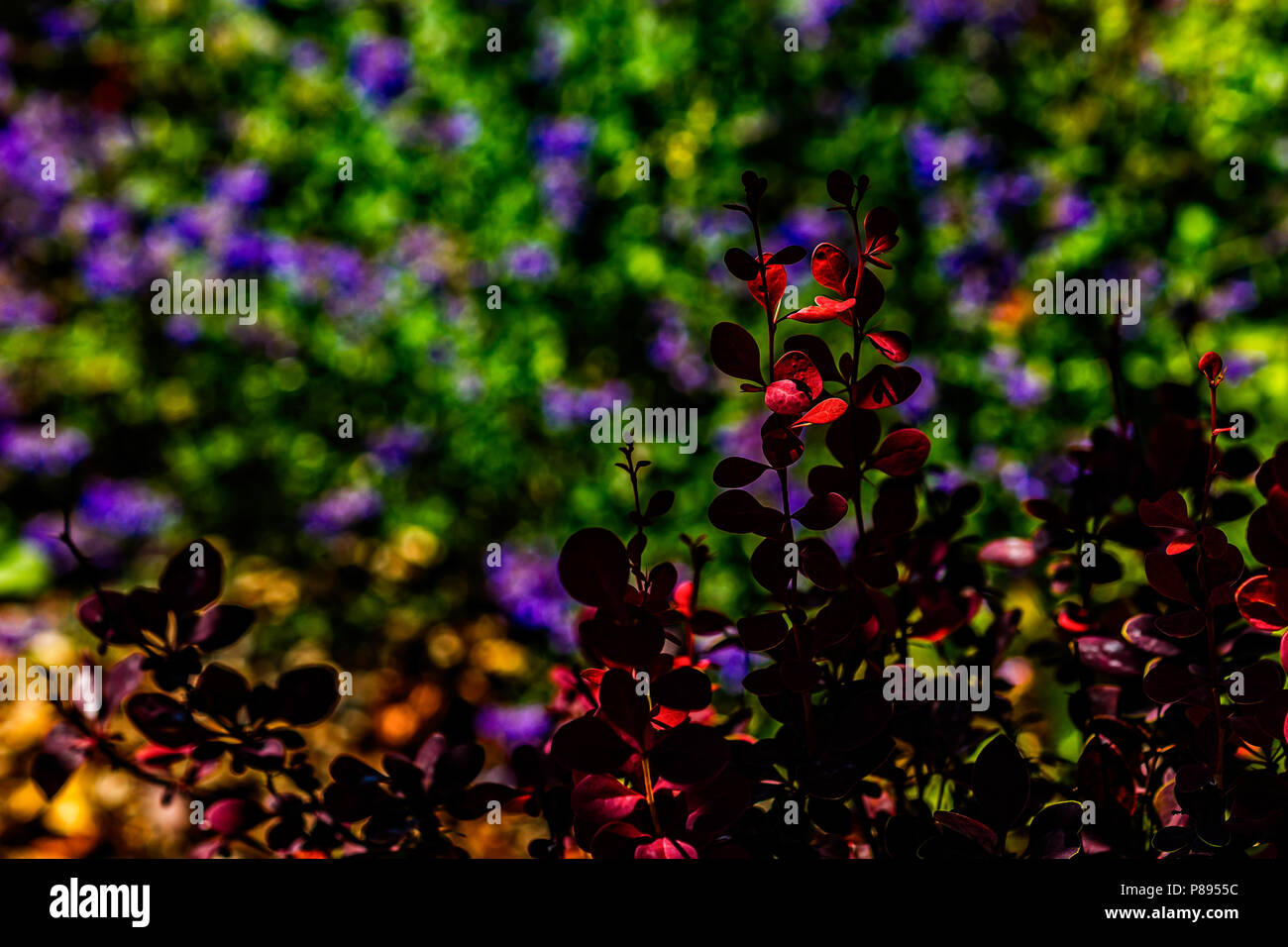 Spiel von Licht und Schatten auf einem dekorativen Pflanzen von einem Sommergarten. Eine Bunte, mit Blumenmustern Szene. Low Key Foto. Freier Platz für die Eingabe von Text. Stockfoto