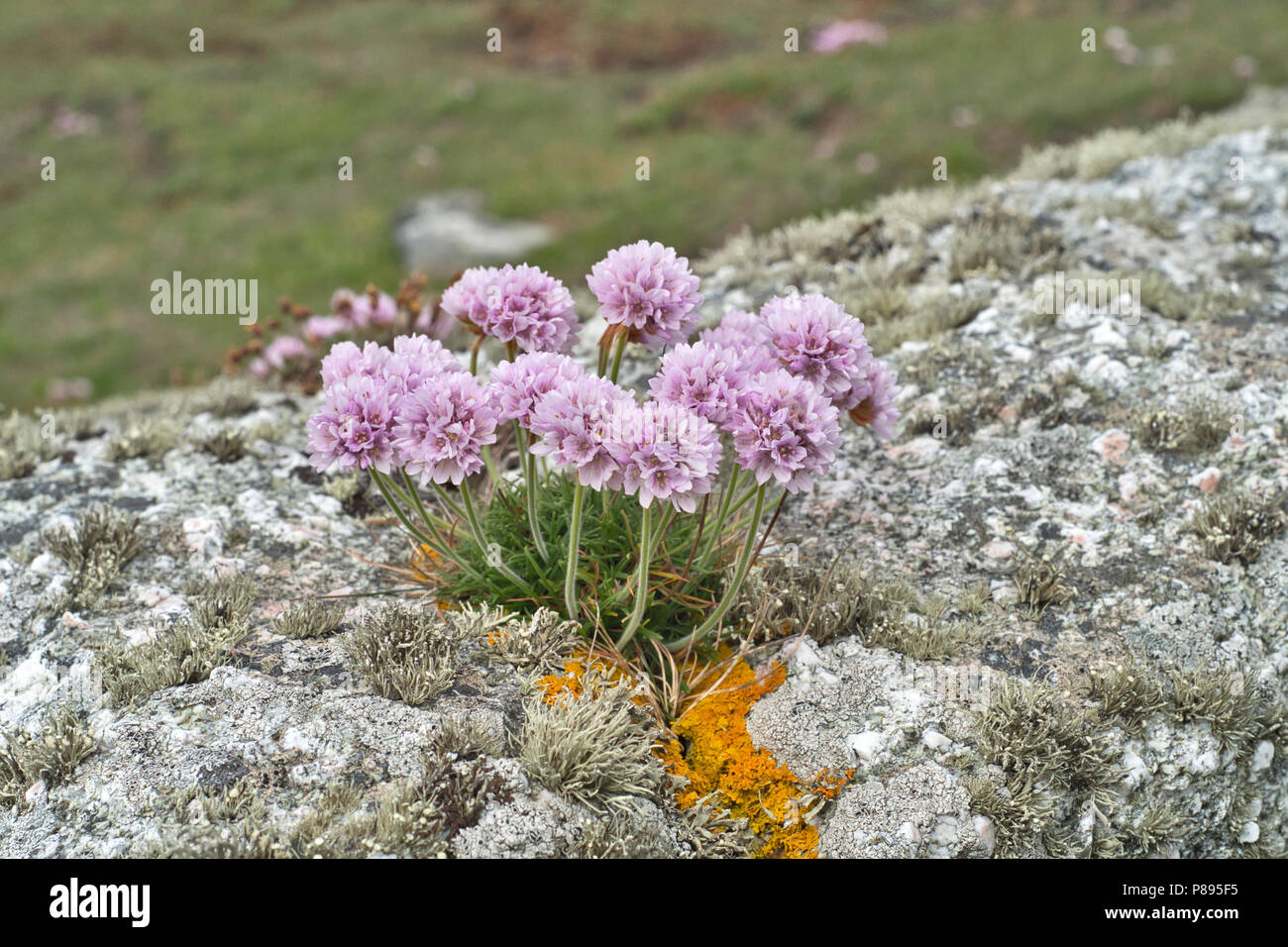 Sparsamkeit oder Meer rosa (Armeria maritima) auf einer Flechte - verkrustete Boulder am Ufer in Shetland wachsende Stockfoto