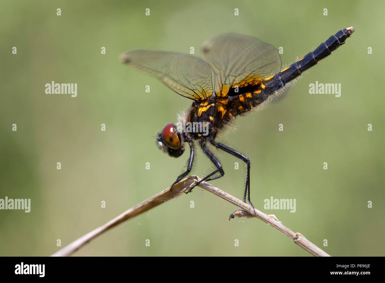 Imago Sierlijke witsnuitlibel; Erwachsene Lilypad Whiteface Stockfoto