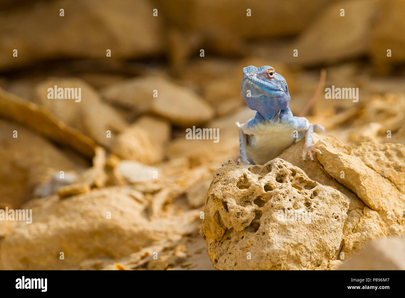 Sinai Agama - Sinai - Pseudotrapelus sinaitus Agame, Oman Stockfoto