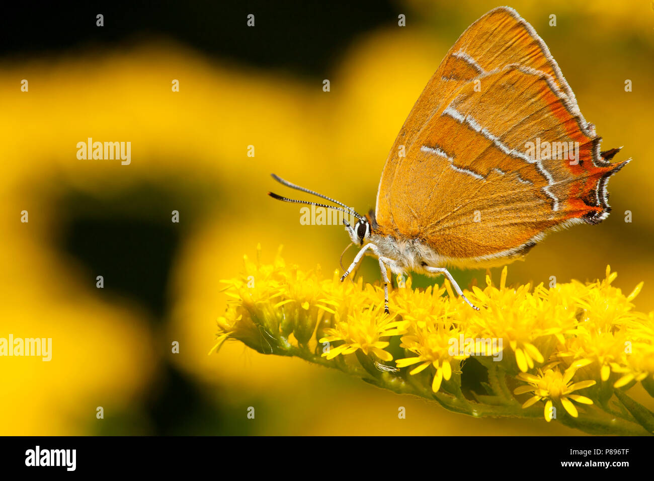 Sleedoornpage/Braun Hairstreak (Thecla betulae) Stockfoto