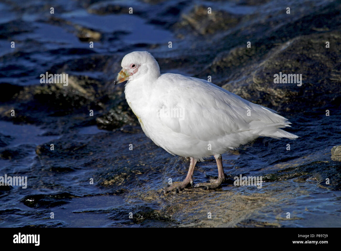 Snowy Sheathbill (Chionis albus) Stockfoto