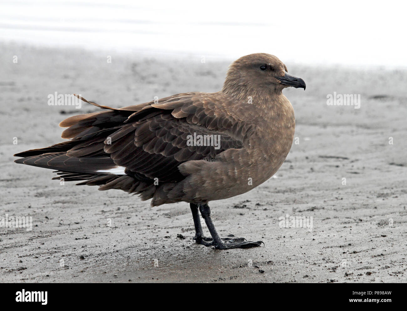 Nach South Polar Skua (Eulen maccormicki) auf der Antarktis. Stockfoto