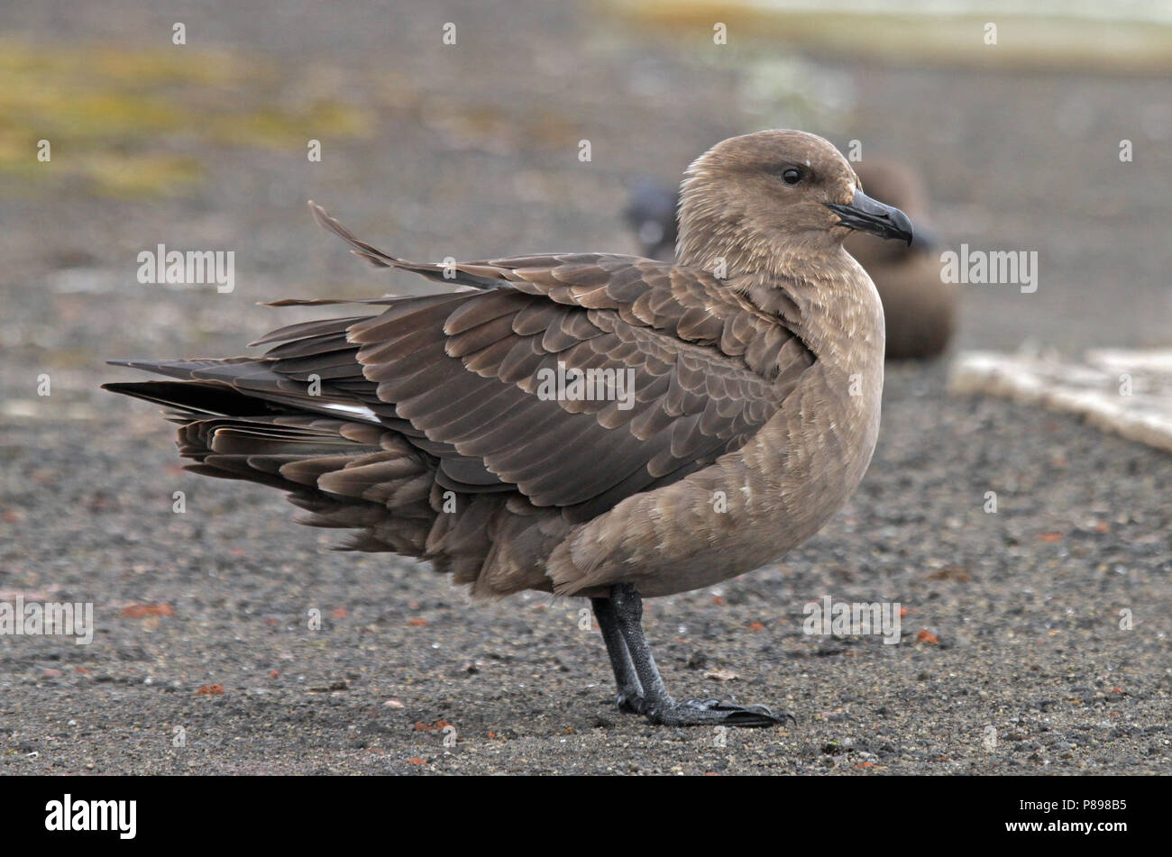 Nach South Polar Skua (Eulen maccormicki) auf der Antarktis. Stockfoto