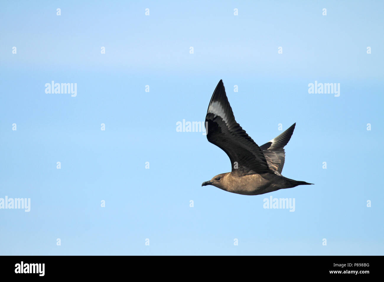 Nach South Polar Skua (Eulen maccormicki) auf der Antarktis. Stockfoto