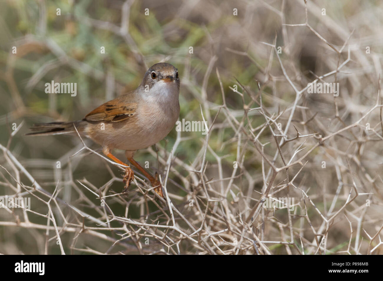 Spectacled Warbler - Brillengrasmücke - Sylvia conspicillata ssp. conspicillata, Marokko, 2. cy Männlich Stockfoto