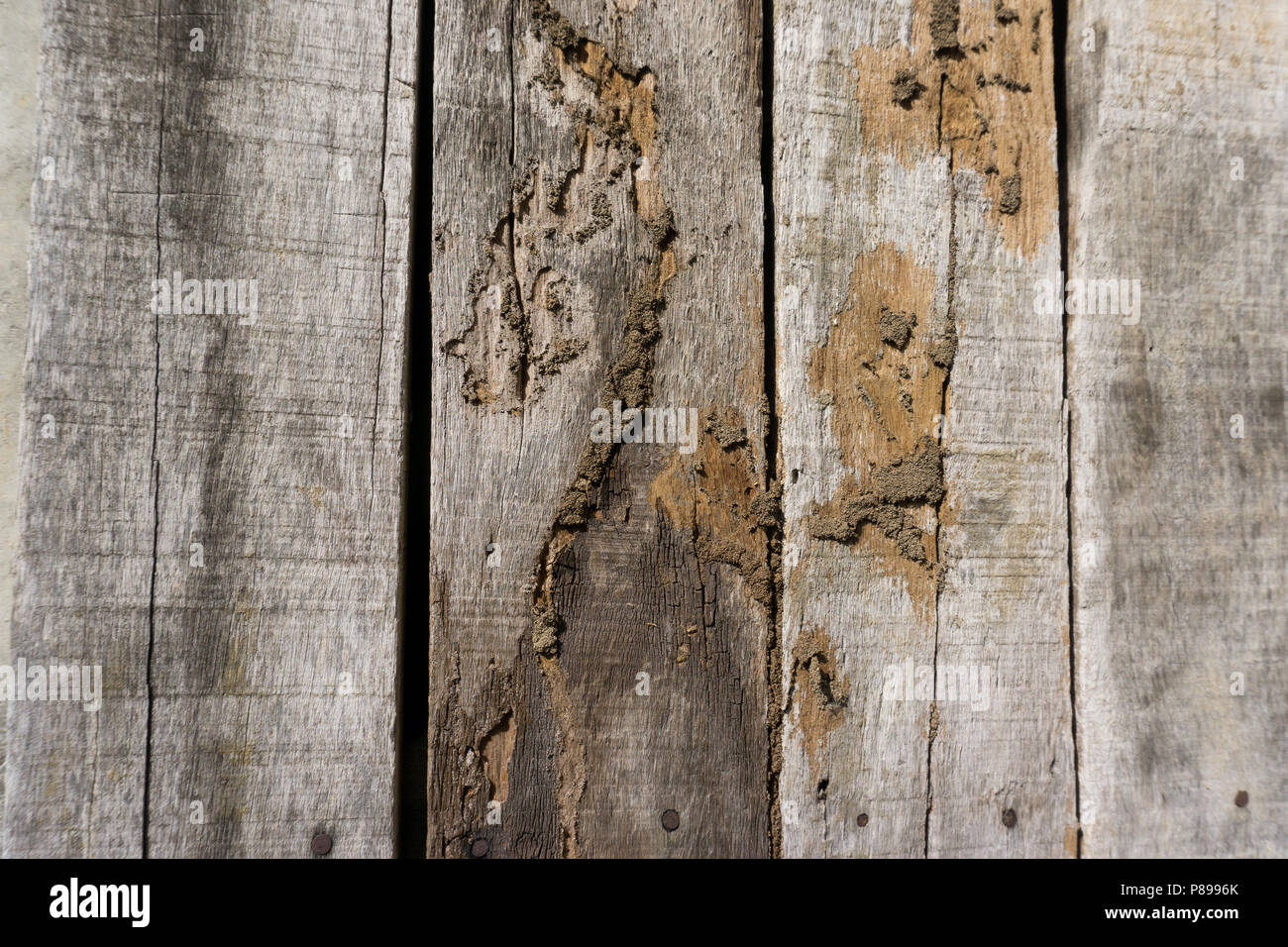 Altes Holz mit Holz Termiten. Stockfoto