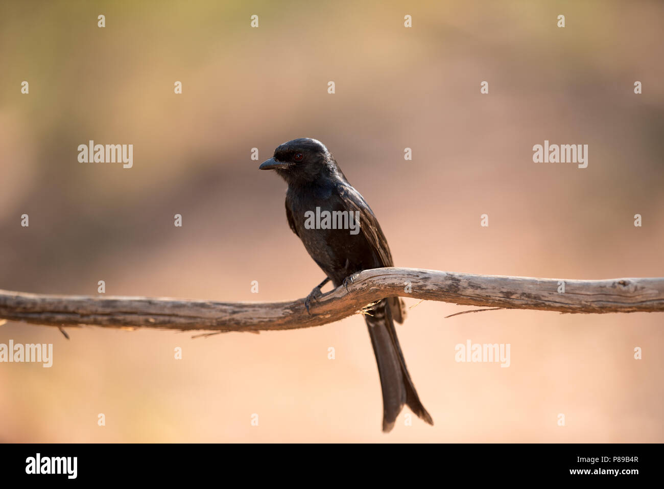 Schwarz drongo Portrait Stockfoto