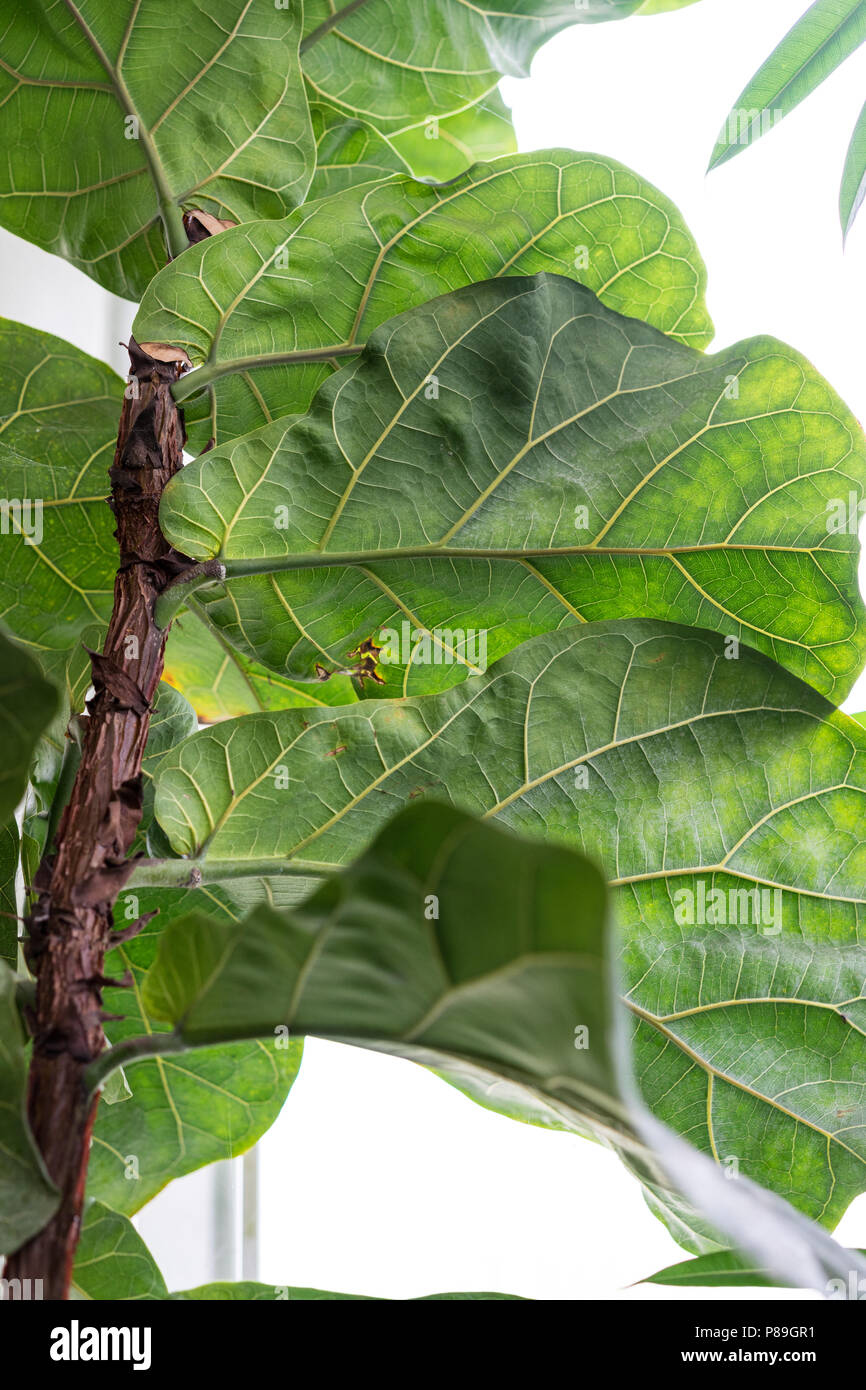 Ficus lyrata moraceae Pflanze Baum mit groen Blatt aus dem tropischen  Afrika Gummibaum Stockfotografie - Alamy