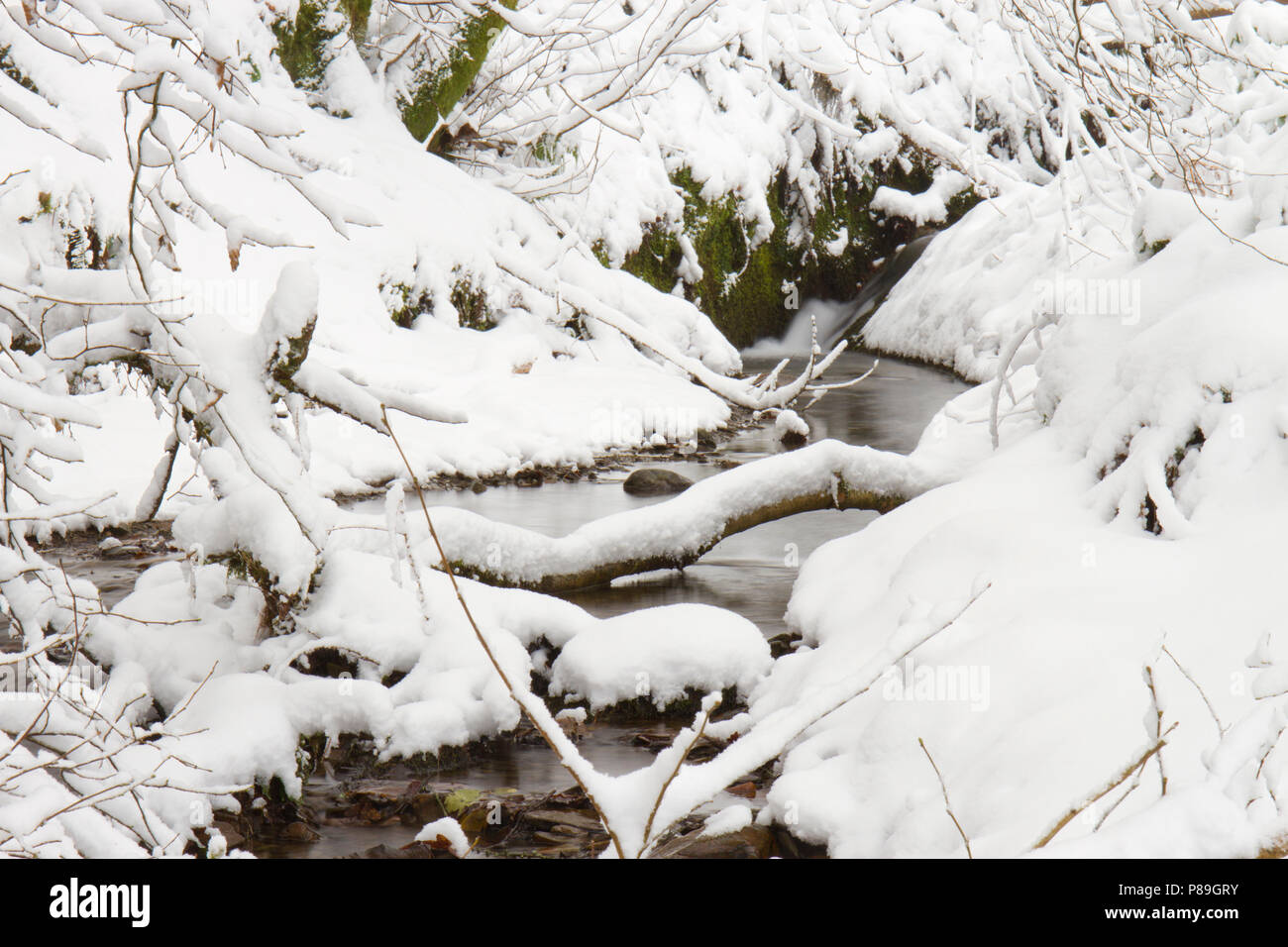 Waldbach durch den Wald nach einem schweren Sturz von Schnee. Powys, Wales. Dezember. Stockfoto