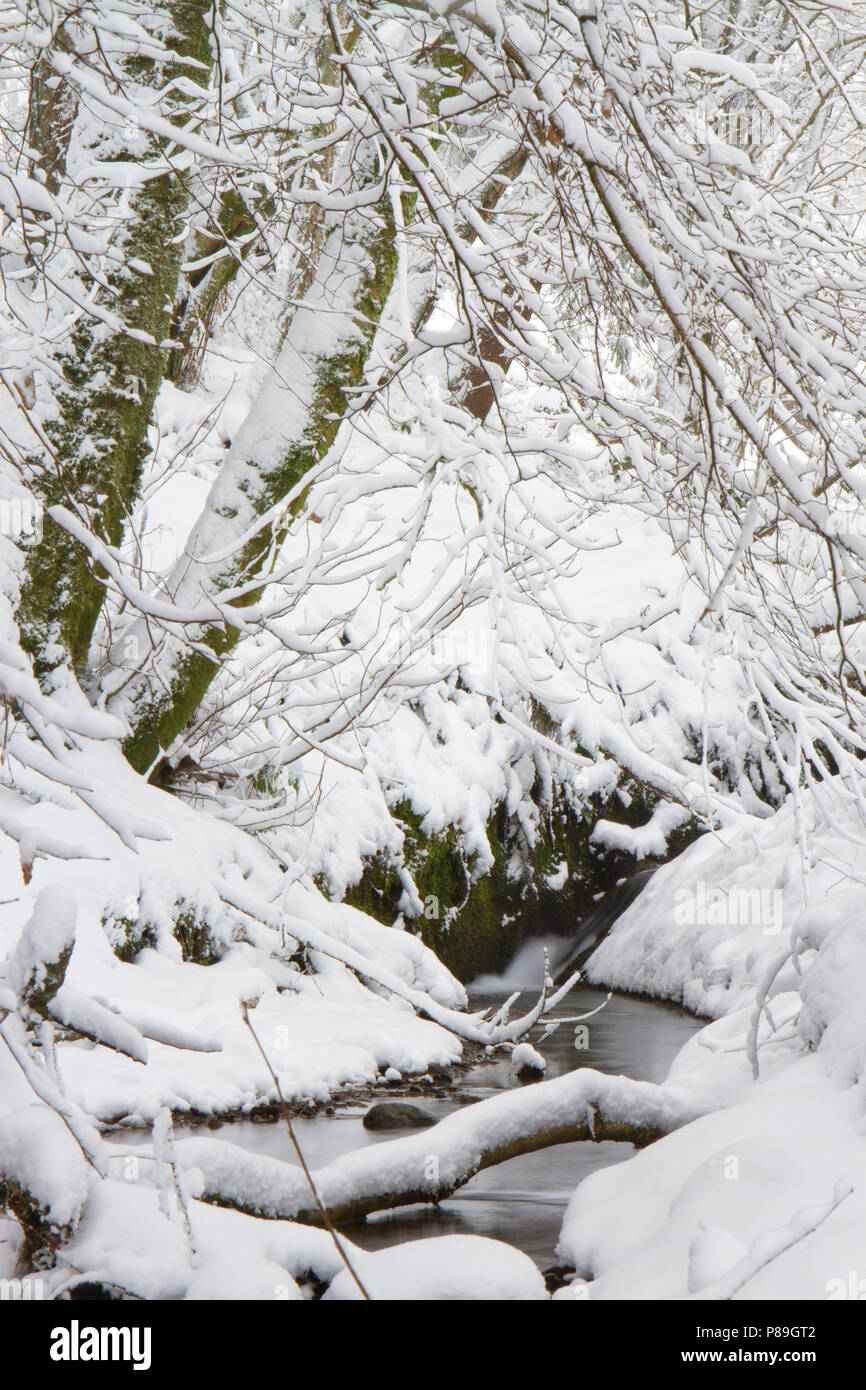 Waldbach durch den Wald nach einem schweren Sturz von Schnee. Powys, Wales. Dezember. Stockfoto