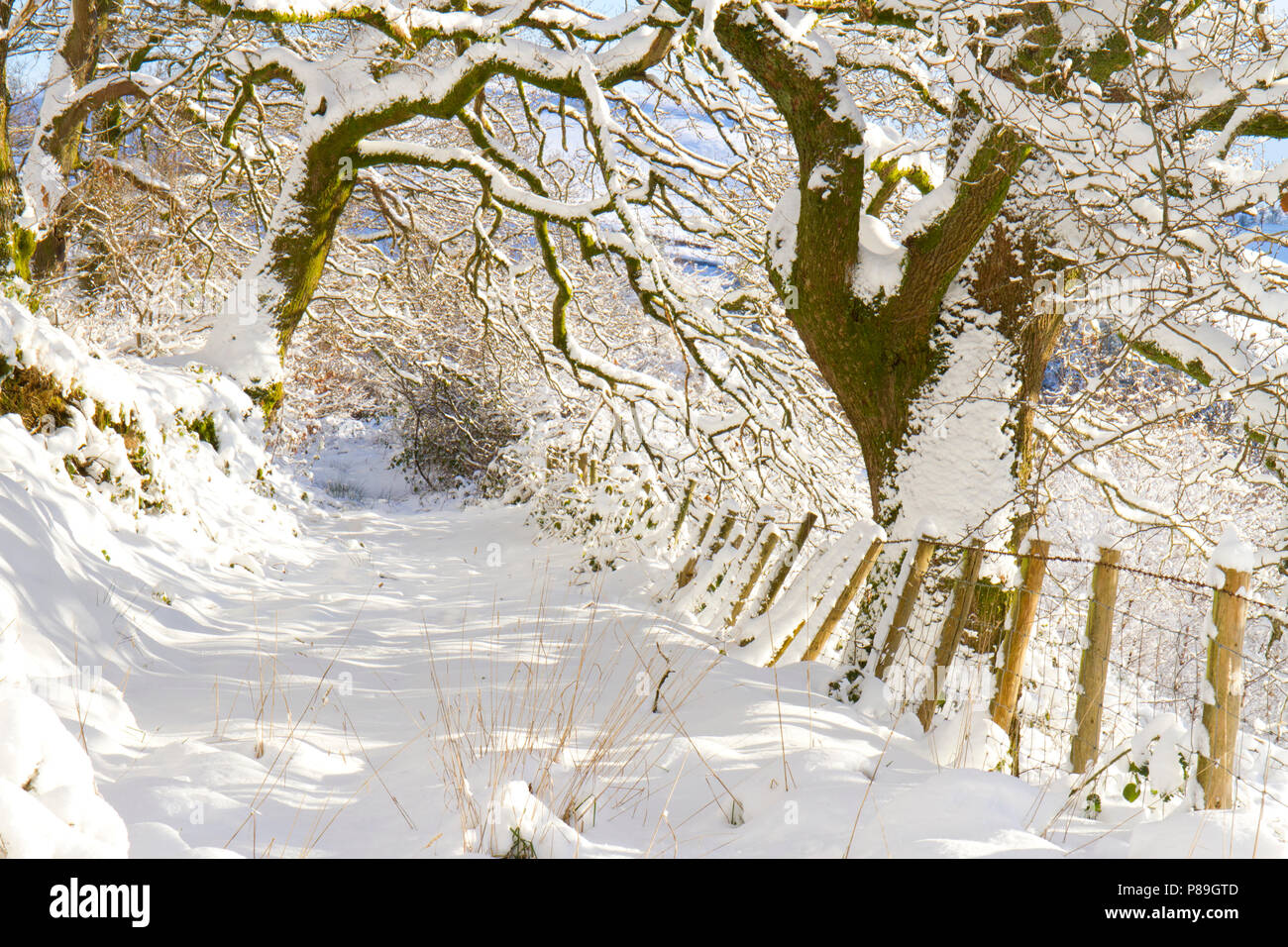 Anschluss über eine Trauben-eiche (Quercus pontica) Woodland nach einem schweren Sturz von Schnee. Powys, Wales. Dezember. Stockfoto