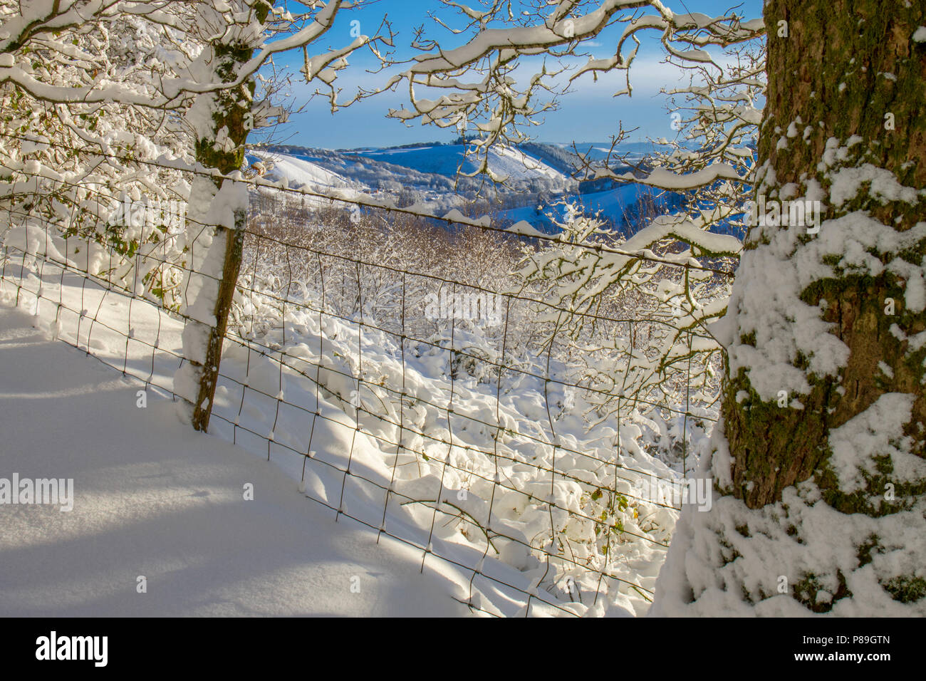 Zaun am Rand des Waldes nach einem schweren Sturz von Schnee. Powys, Wales. Dezember. Stockfoto