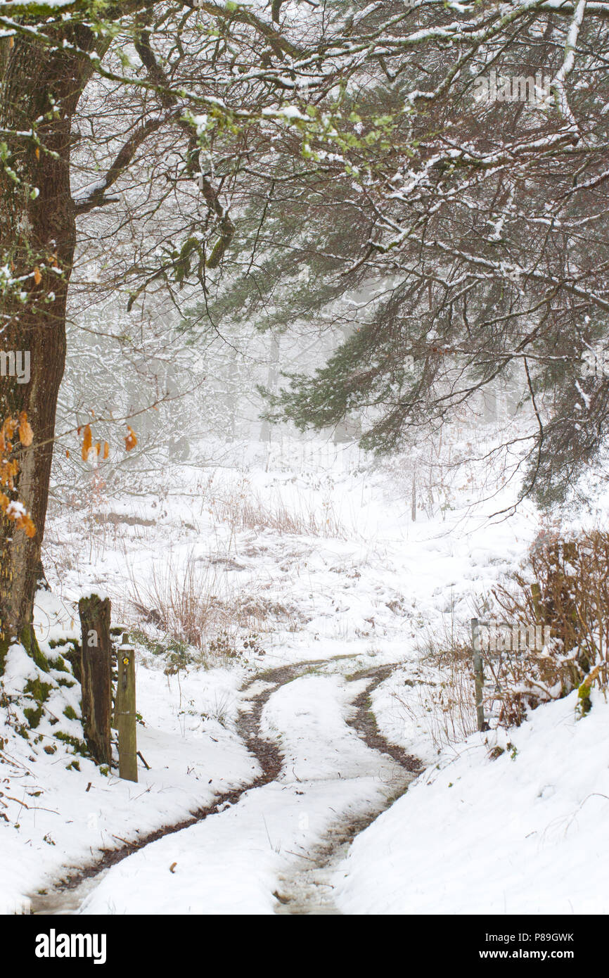 Anschluss durch die Wälder nach einem schweren Sturz von Schnee. Powys, Wales. April. Stockfoto