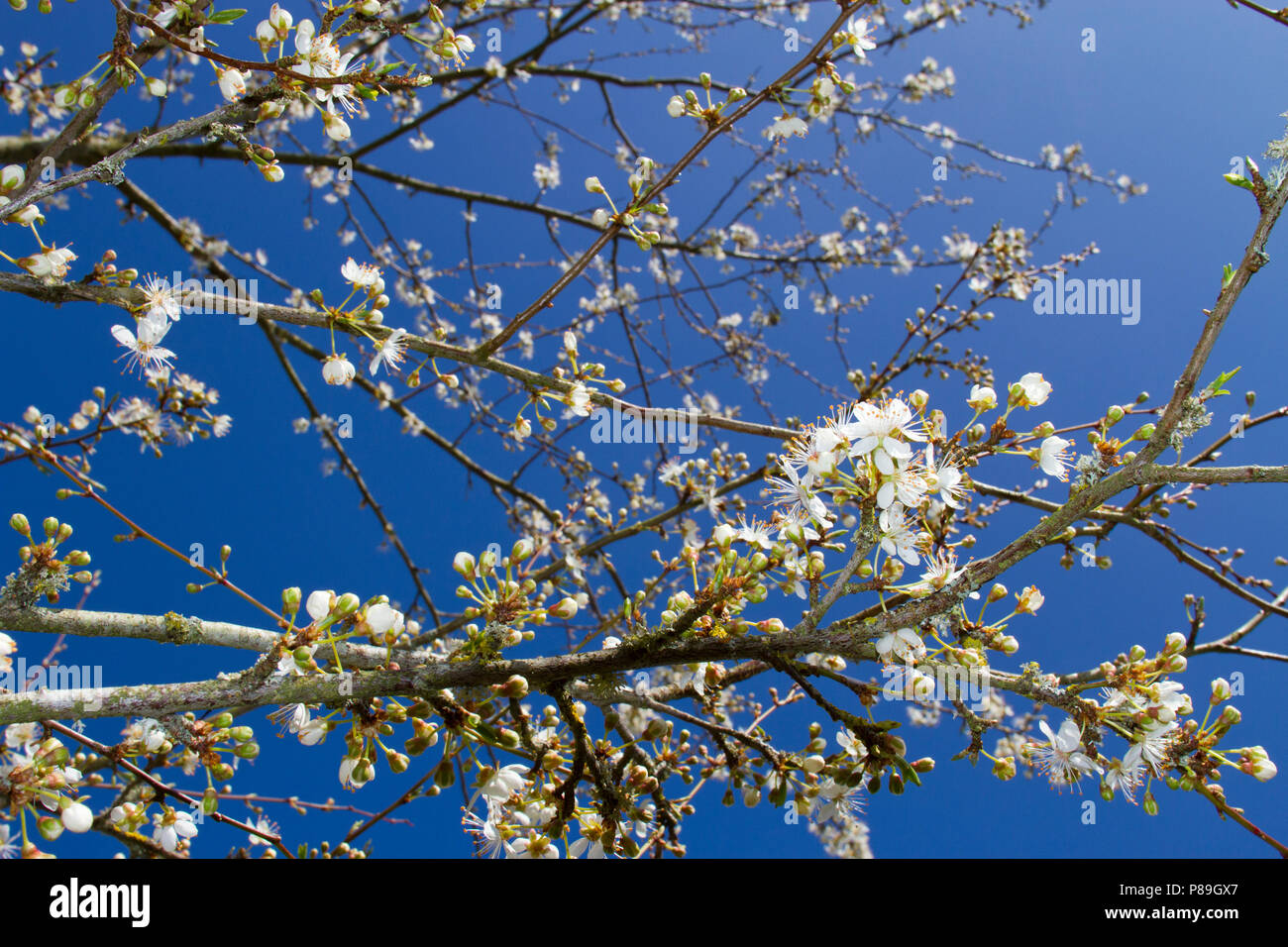 Cherry Plum (Prunus cerasifera) Blumen auf einen kleinen Baum. Powys, Wales. April. Stockfoto