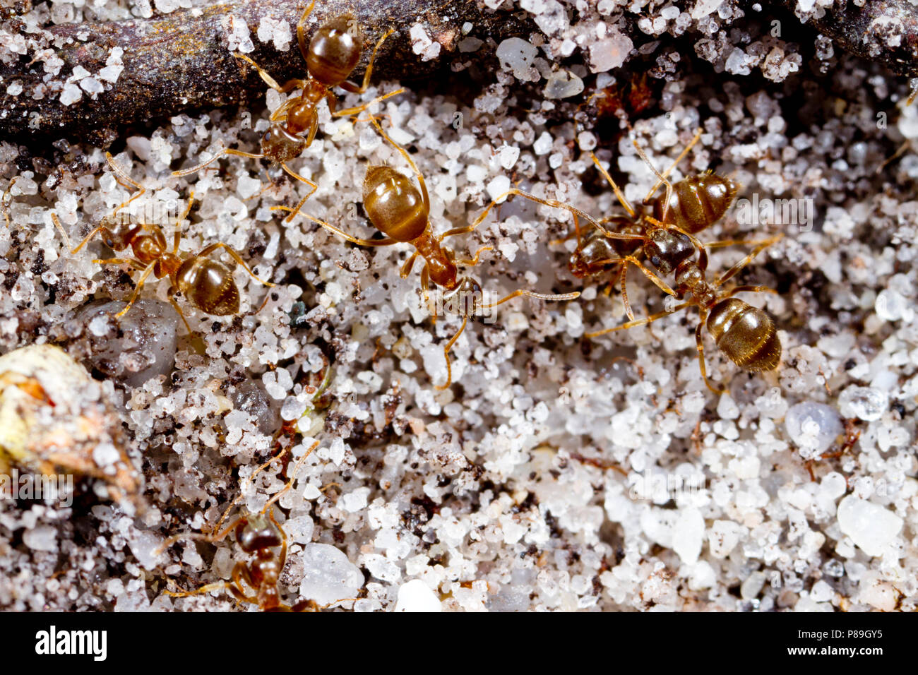 Ant Lasius psammophilus erwachsene Arbeitnehmer auf Sand. Dorset, England. April. Stockfoto