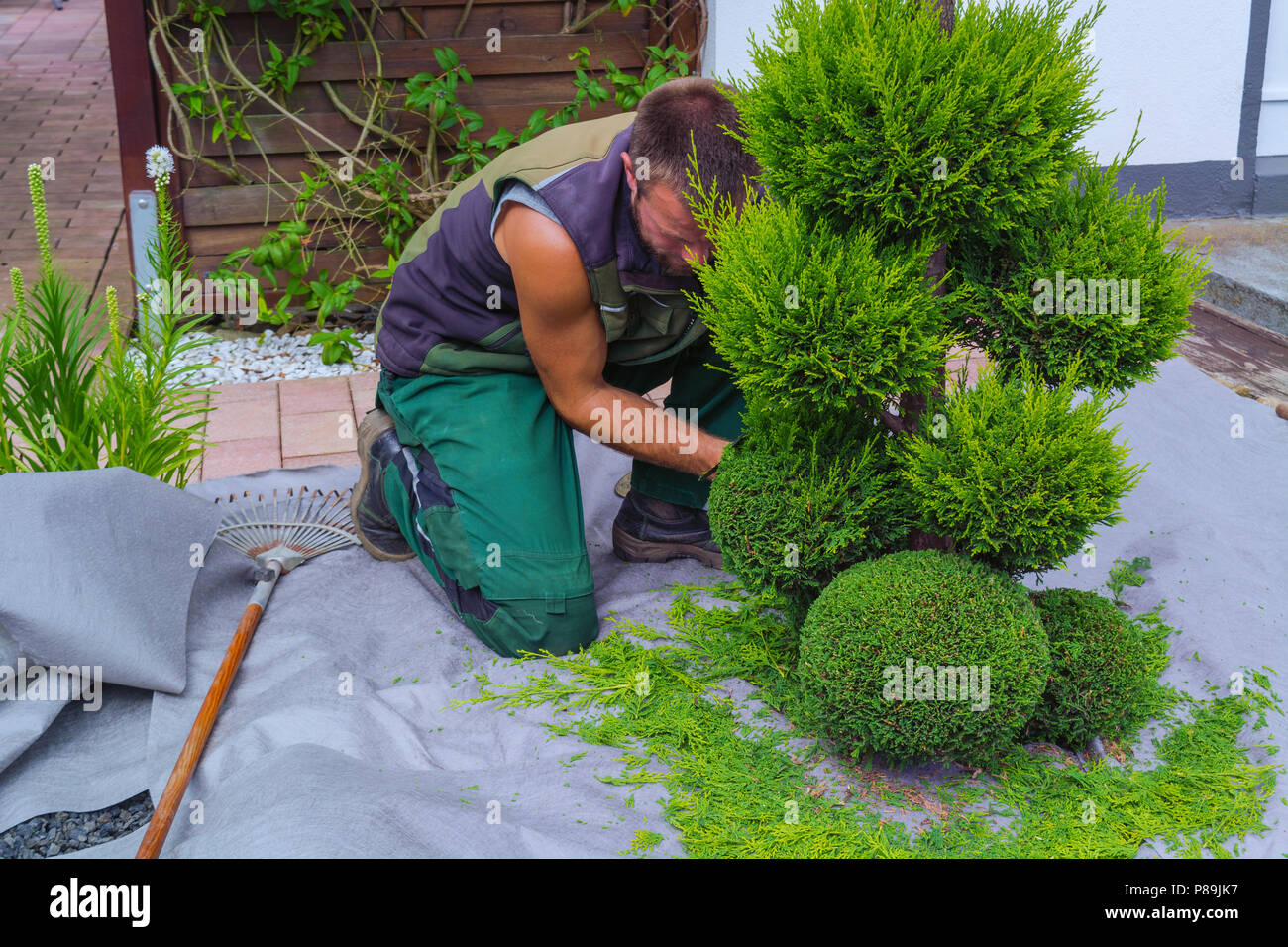 Kleines leben Bume oder thuja Schneiden in Form auf einer Wiese  Stockfotografie - Alamy