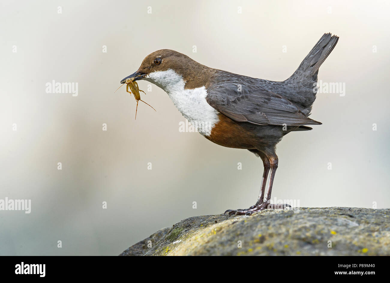 Wasseramsel, Waterspreeuw Stockfoto