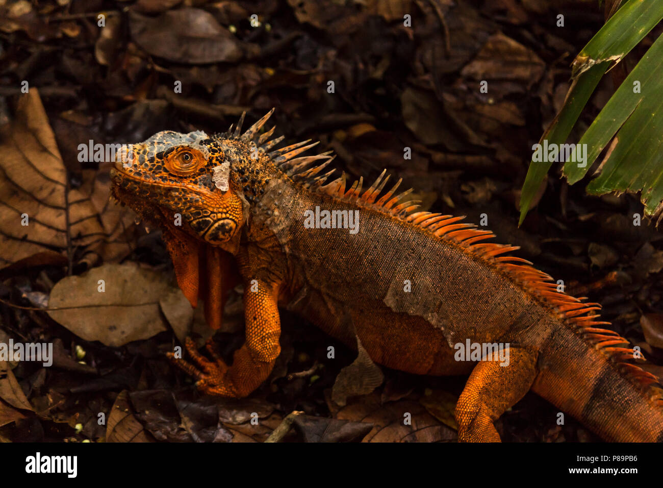 Orange iguana ist eine seltene Mutation. Grüne Leguane sind orange Flecken, aber diese seltene genetische Mutation ist das Äquivalent zu einem Albino, keine grünen Alle orange. Stockfoto