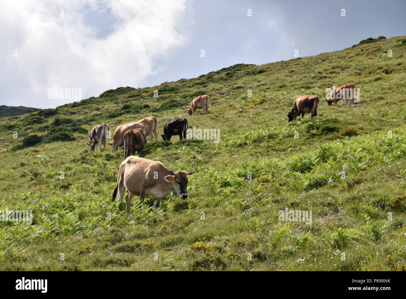 Gennargentu, Sardinien, Italien Stockfoto