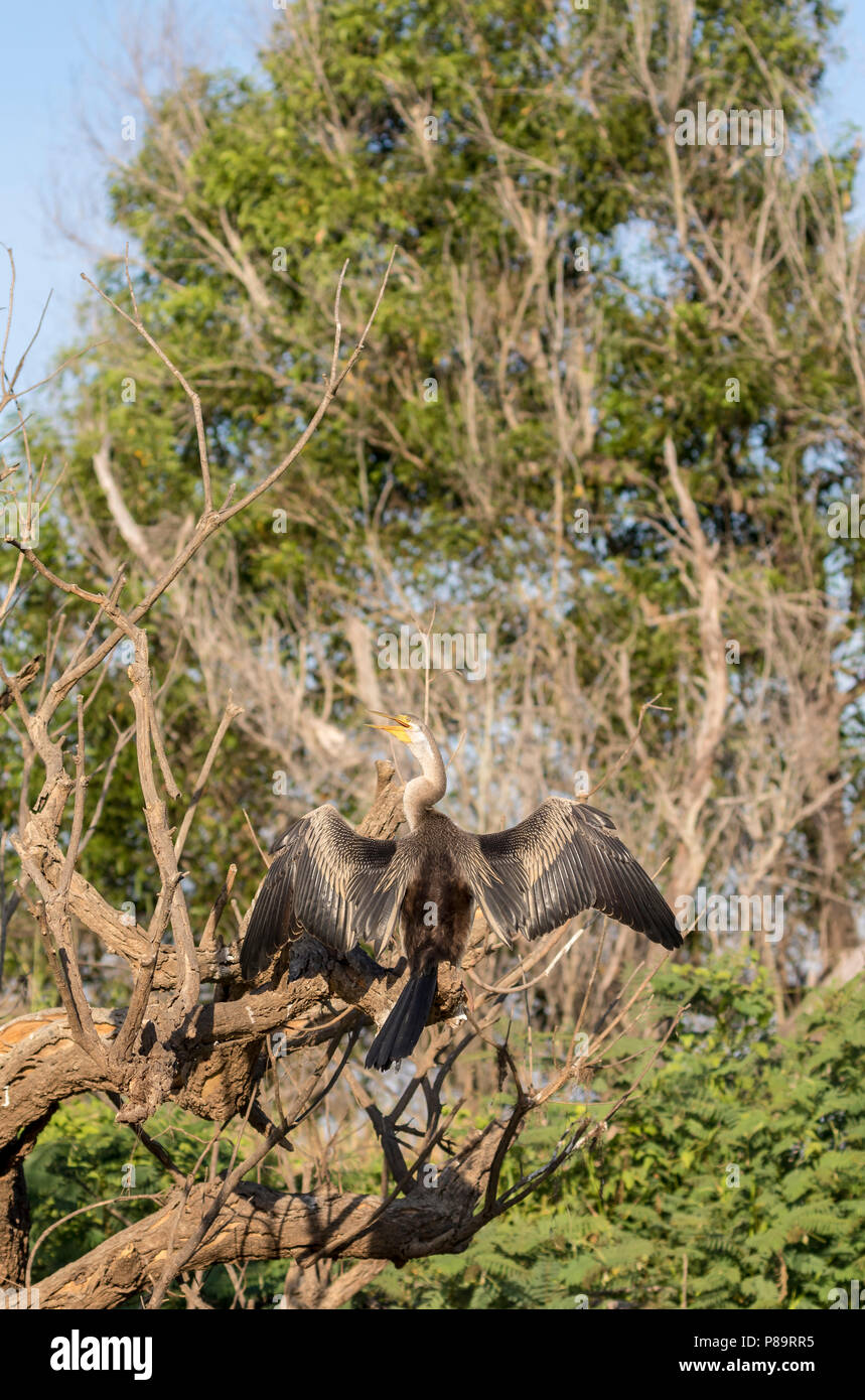 Australasian Darter trocknen ihre Flügel an Corroboree Billabong, Mary River Wetlands, Northern Territory Stockfoto