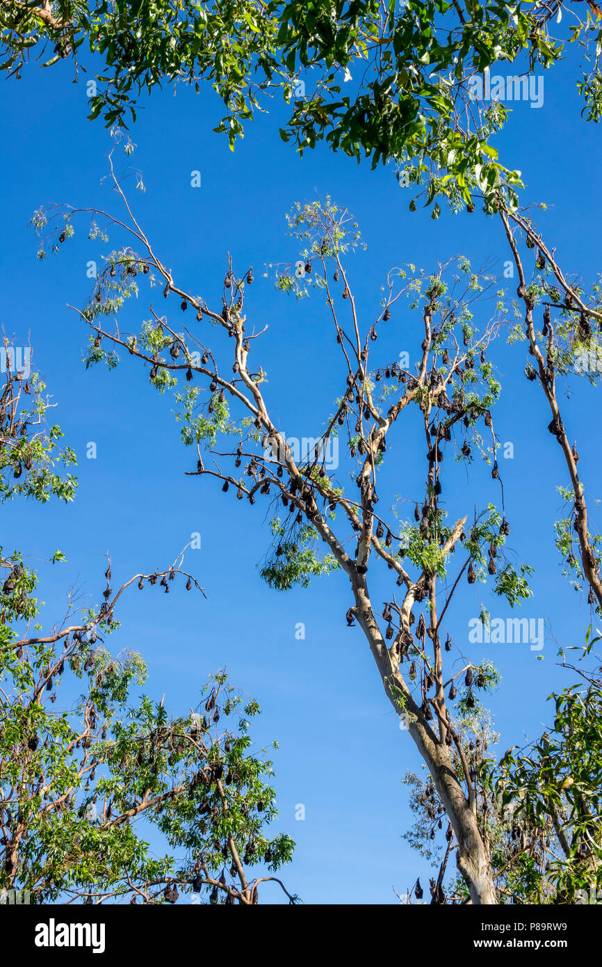 Kleine Rote Flughunde oder auch als flughunde Nester in den Bäumen im Nitmiluk Gorge, Northern Territory, Australien bekannt Stockfoto