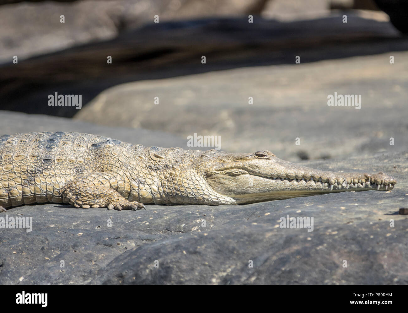 2 meter Süßwasser Krokodil an Anlegestellen Bereich im Nitmiluk Gorge, Northern Territory, Australien Stockfoto