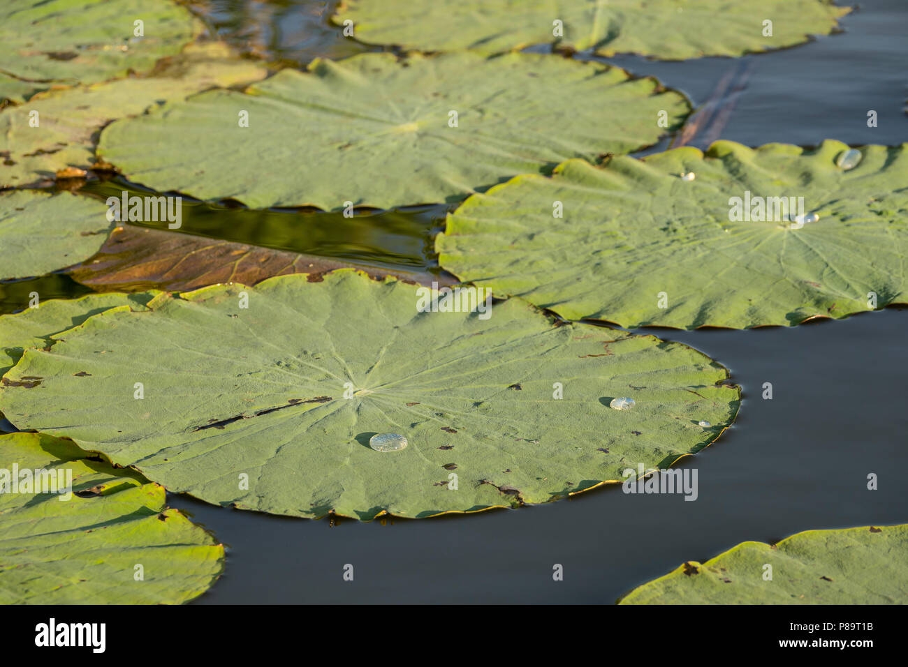 Der heilige Lotus Pads zeigen ihre Fähigkeit, natürlich Wasser abweisen, Corroboree Billabong, Mary River Wetlands, Northern Territory Stockfoto