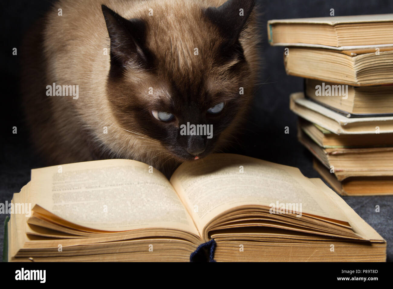 Die Katze liest das Buch Stockfoto