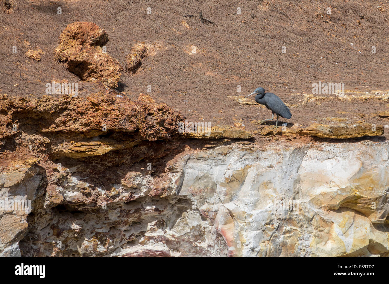 Great-billed Reiher bei East Point finden, Darwin, Northern Territory, Australien Stockfoto